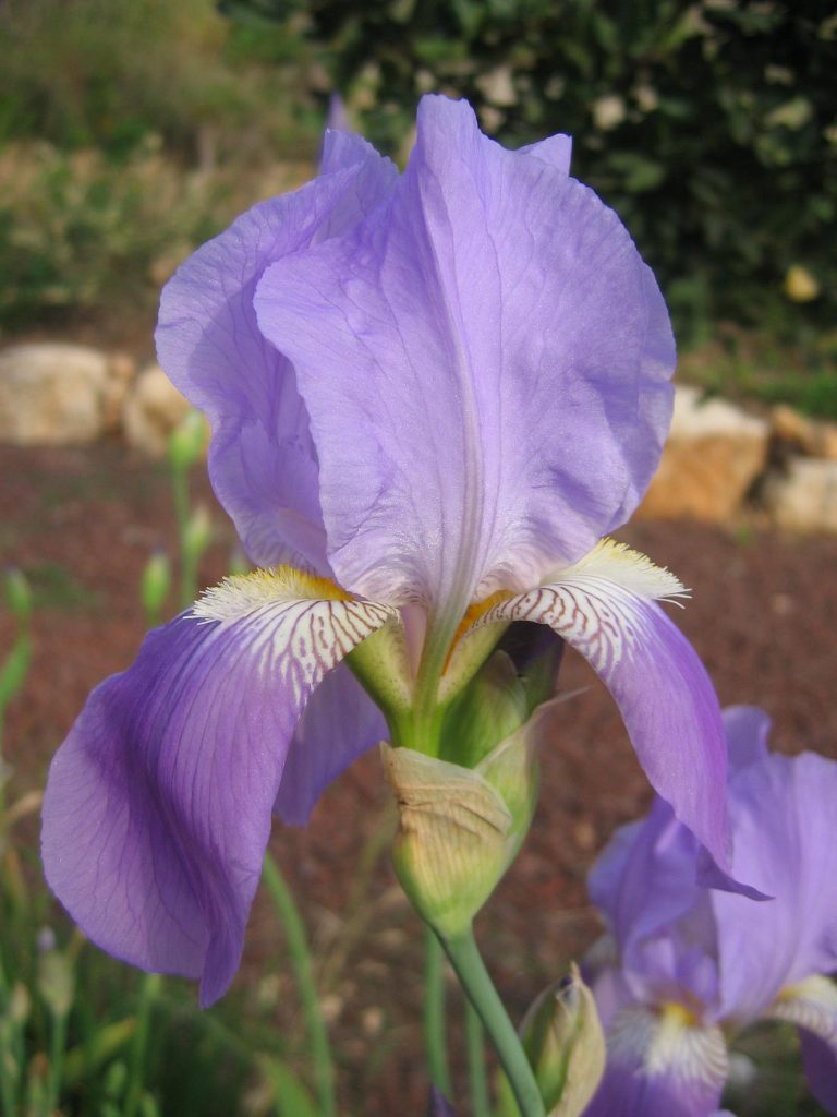 Iris_mesopotamica_flower