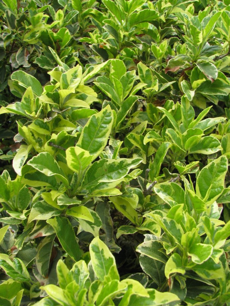 Viburnum_tinus_variegatum_leaves