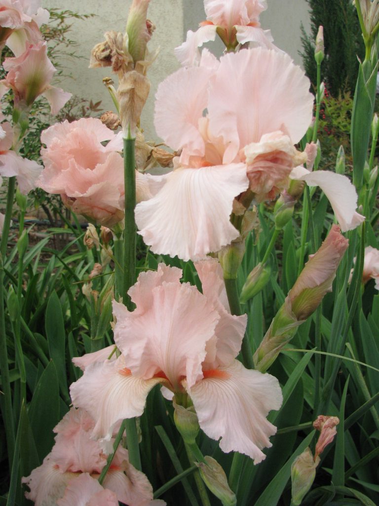 Iris_germanica_Pinkness_other_pink_flower2