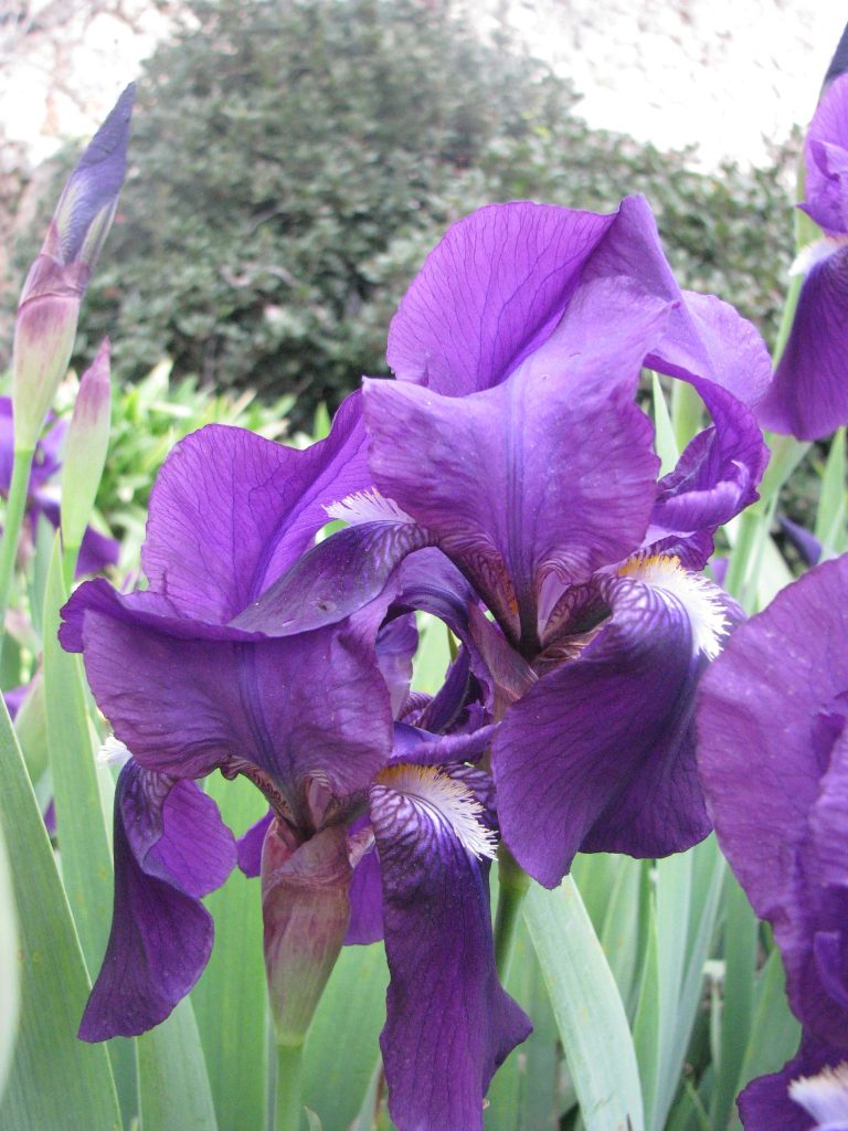 Iris_germanica_common_purple_flowers2