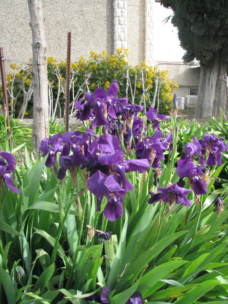 Iris_germanica_common_purple_full2