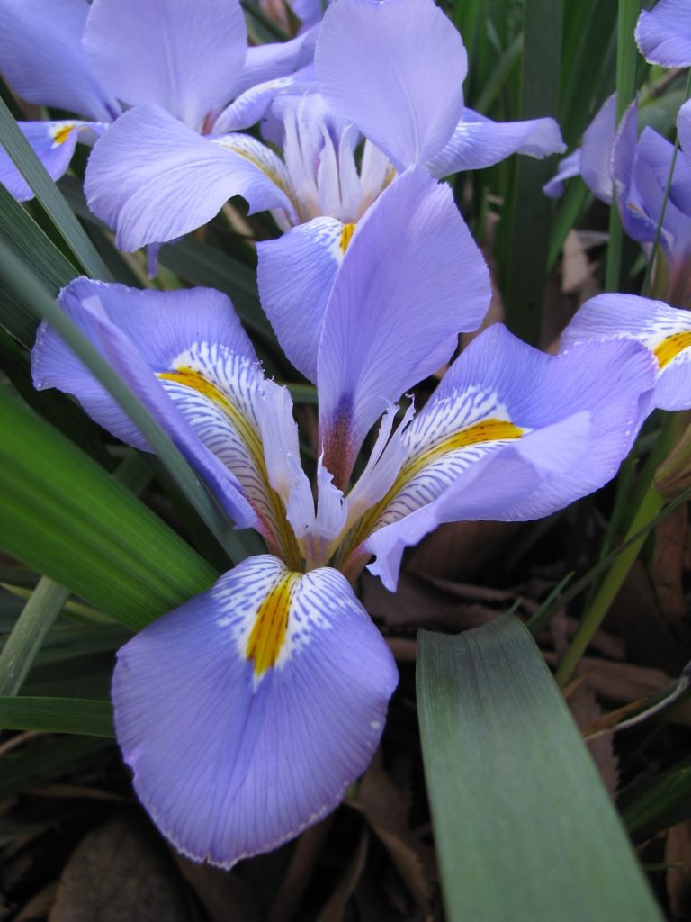 iris_unguicularis_flowers2