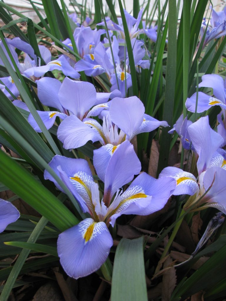 iris_unguicularis_flowers3
