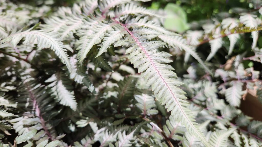 Athyrium אנתיריום