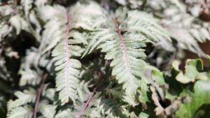 Athyrium אנתיריום