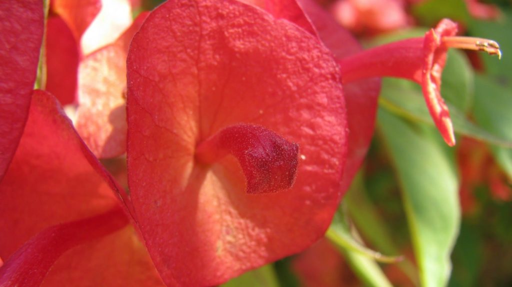 Holmskioldia sanguinea (Chinese Hat plant  -