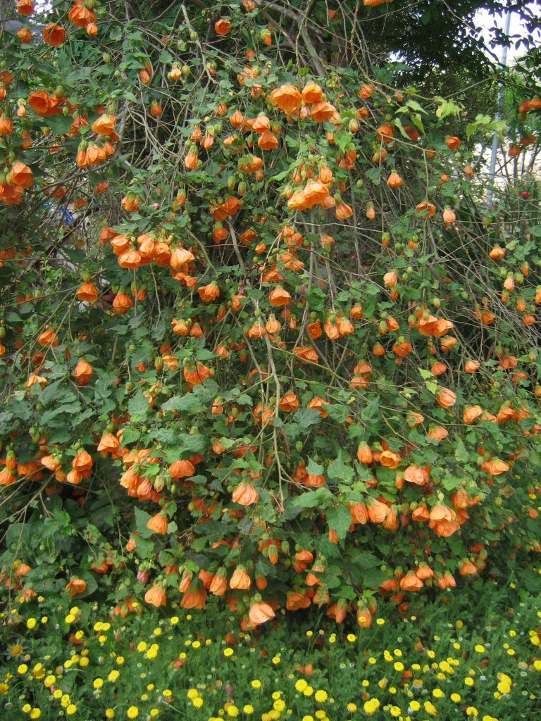 Abutilon_hybrids_orange_many_flowers
