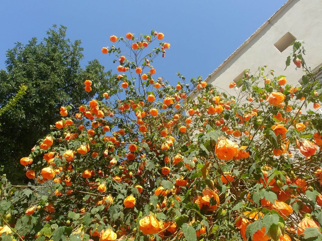 Abutilon_hybrids_orange_many_flowers2_small