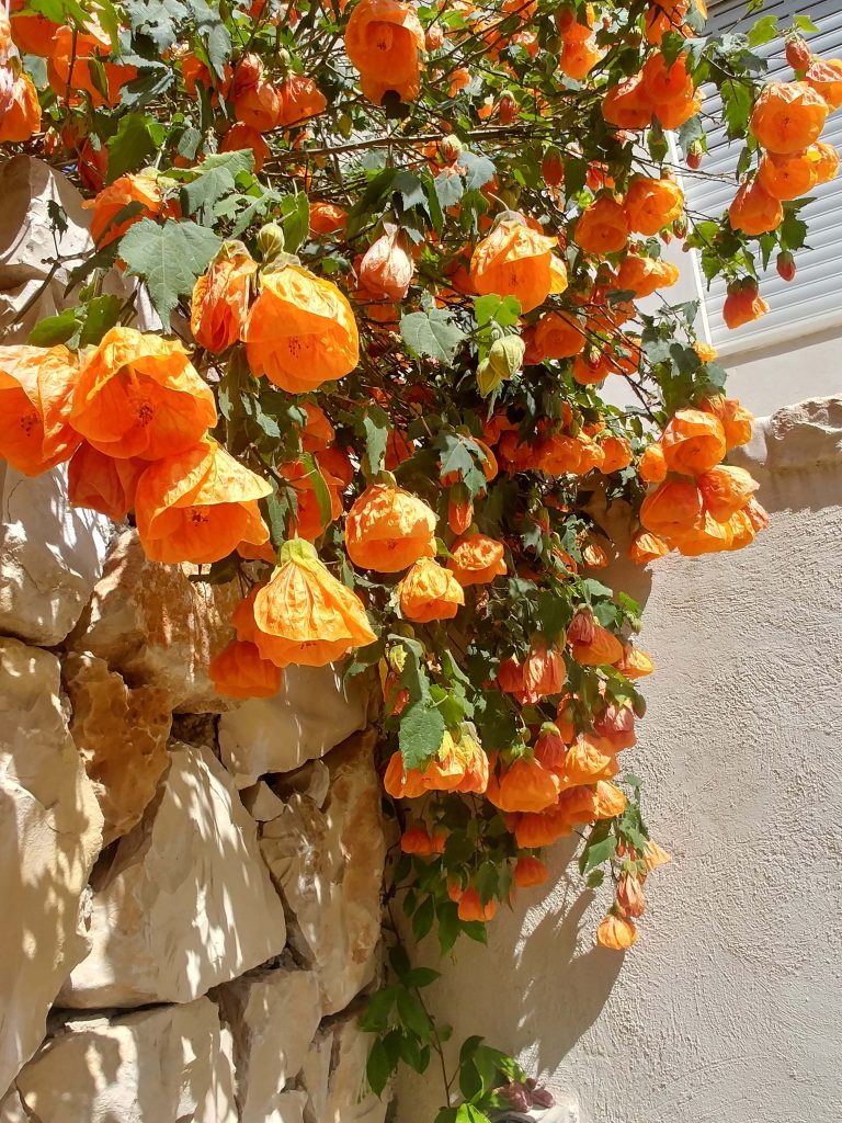 Abutilon_hybrids_orange_many_flowers3_small