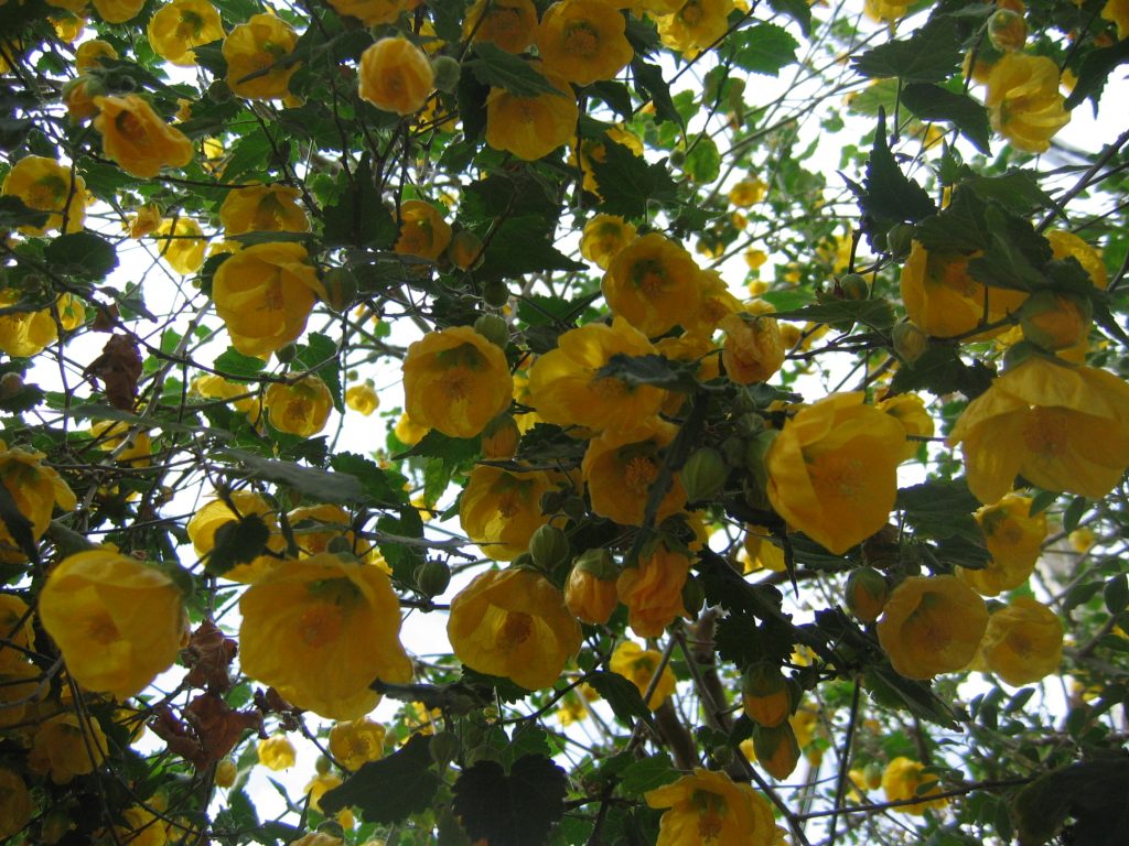 Abutilon_hybrids_yellow_flowers