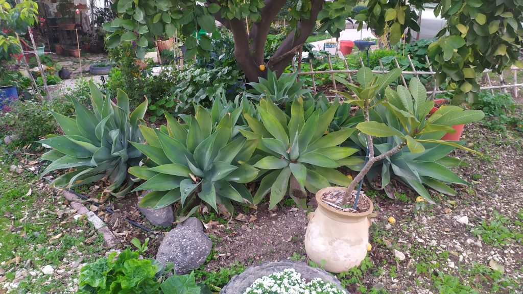 Agave attenuata_group