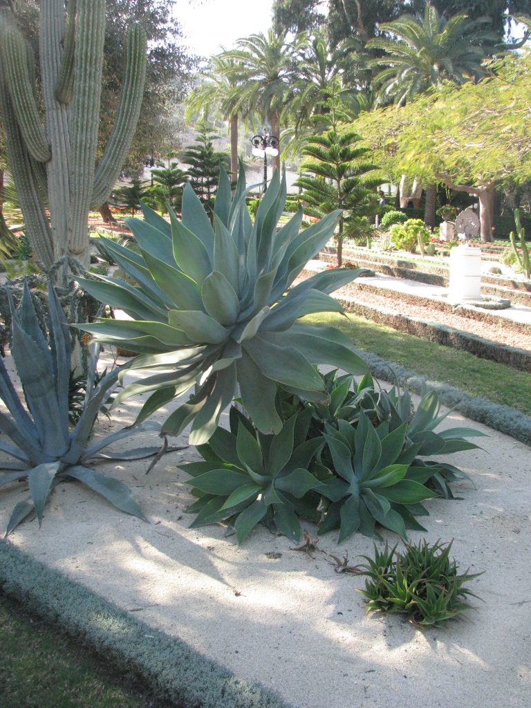 Agave attenuata_group2