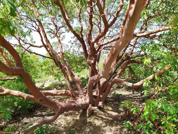 Arbutus andrachne- כתבה - שתילי הר