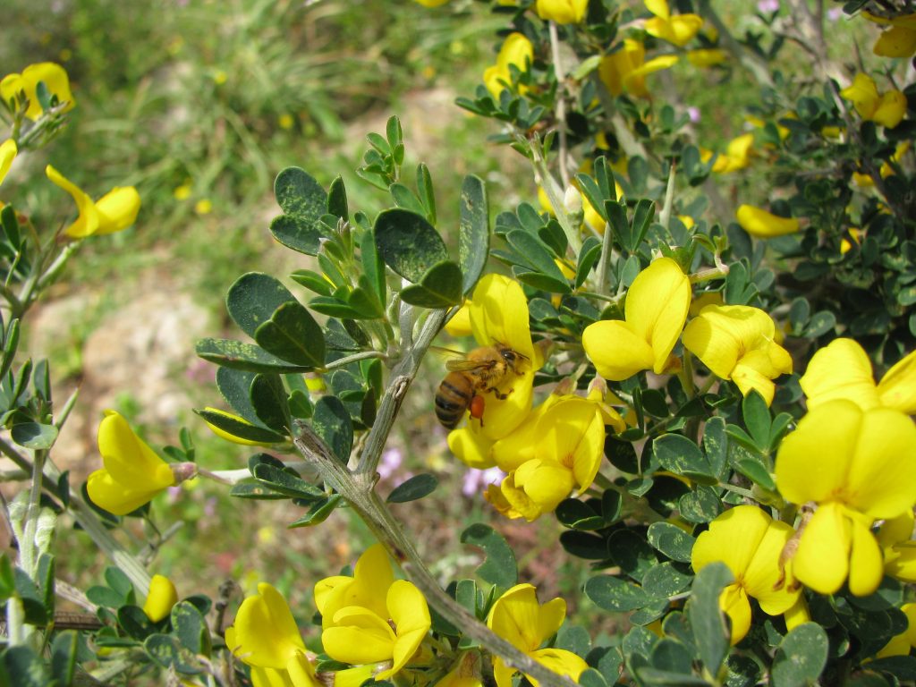 Calycotome_villosa_flowers_leaves_bee