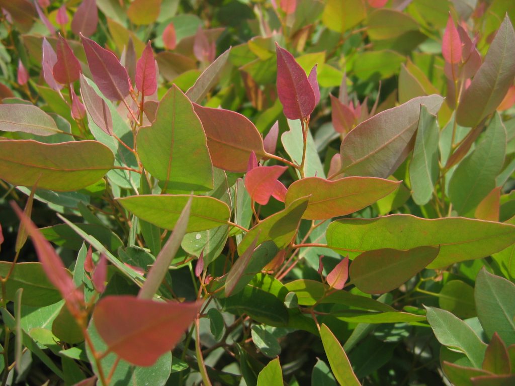 Eucalyptus_gomphocephala_Kaduri_Kkl_leaves