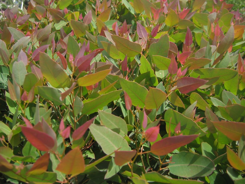 Eucalyptus_gomphocephala_Kaduri_Kkl_leaves_2