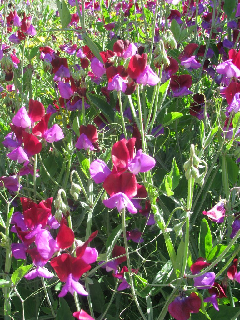 Lathyrus_odoratus_flowers1
