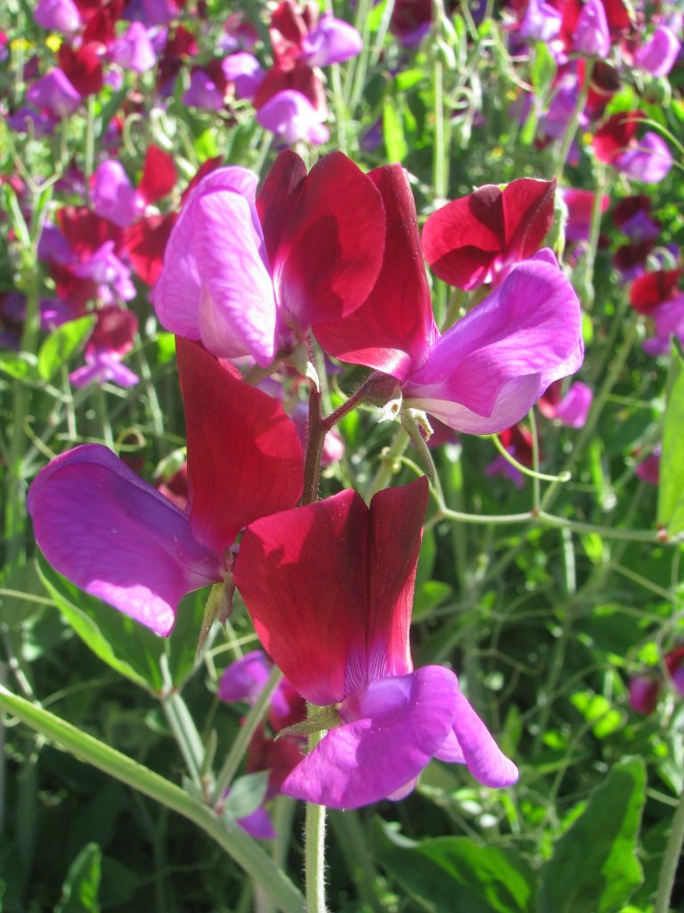 Lathyrus_odoratus_flowers2