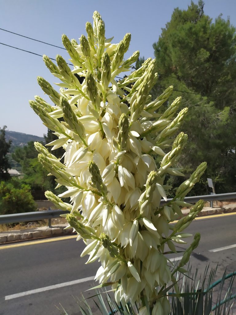 Yucca_rostrata_flowers1