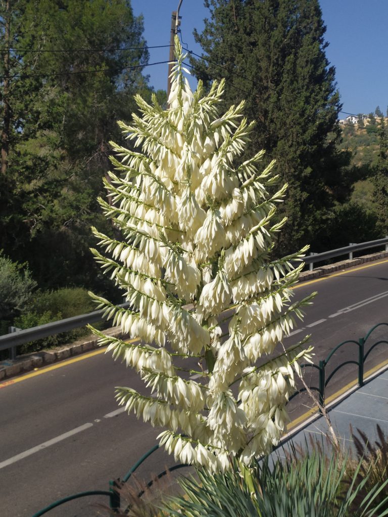 Yucca_rostrata_flowers2