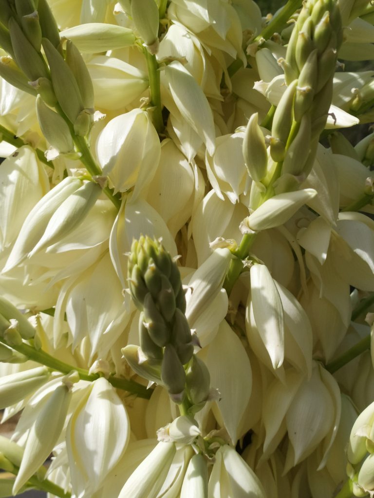Yucca_rostrata_flowers_close