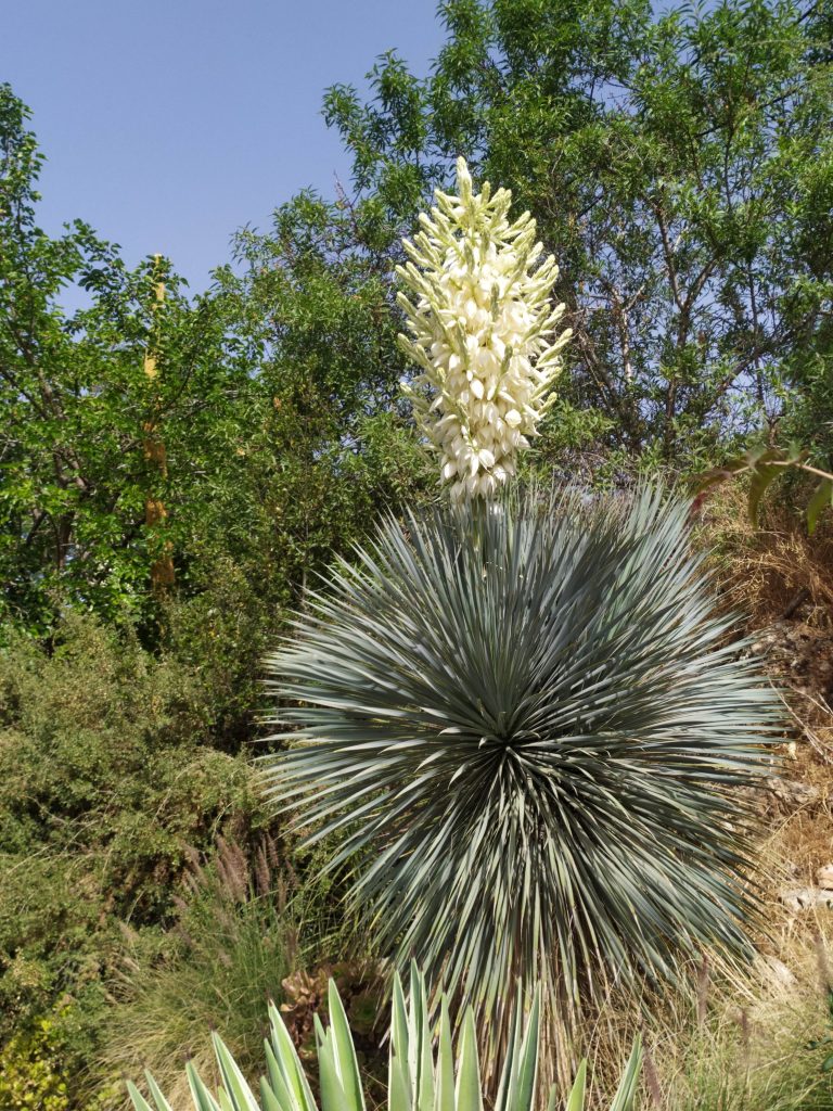 Yucca_rostrata_full_flowers2_small