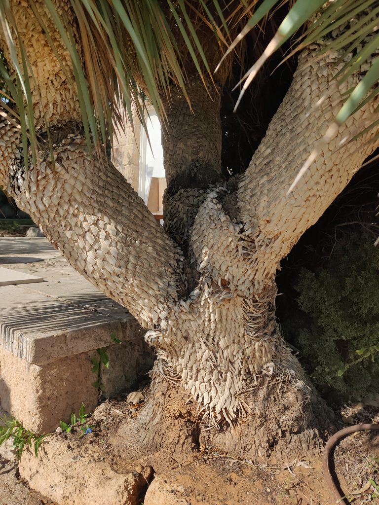 Yucca_rostrata_old_trunk