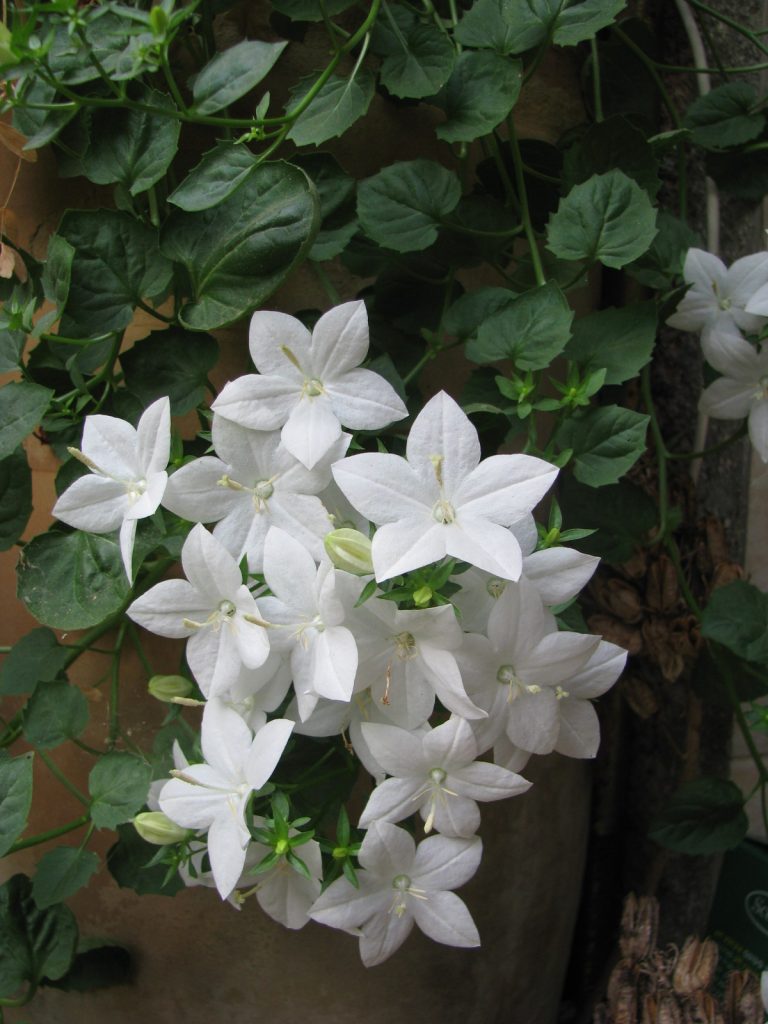 Campanula_isophylla_Alba_flowers_leaves_up