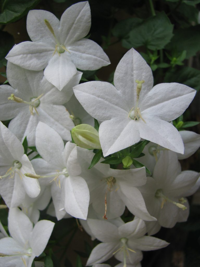 Campanula_isophylla_Alba_flowers_up