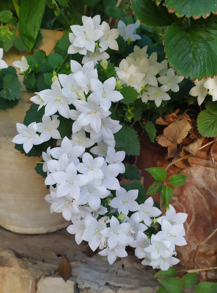 Campanula_isophylla_Alba_pot_branch_up_cut_up