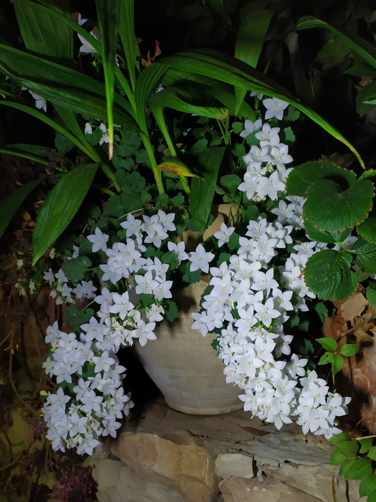 Campanula_isophylla_Alba_pot_up_cut_up