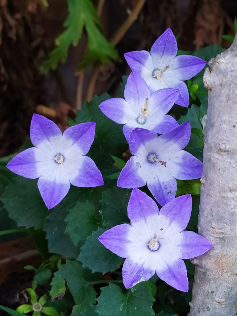 Campanula_isophylla_Berlin_Bicolor_pot_flowers_up
