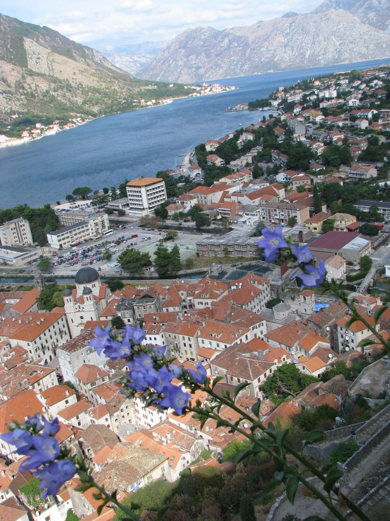 Campanula_versicolor_Kotor_view_up