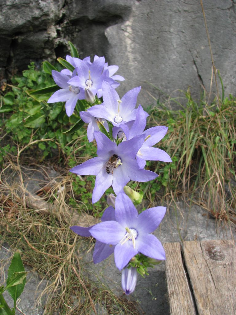 Campanula_versicolor_flowers_bee_up