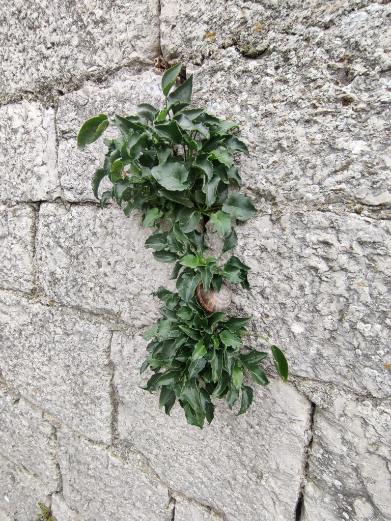 Campanula_versicolor_wall_leaves_up