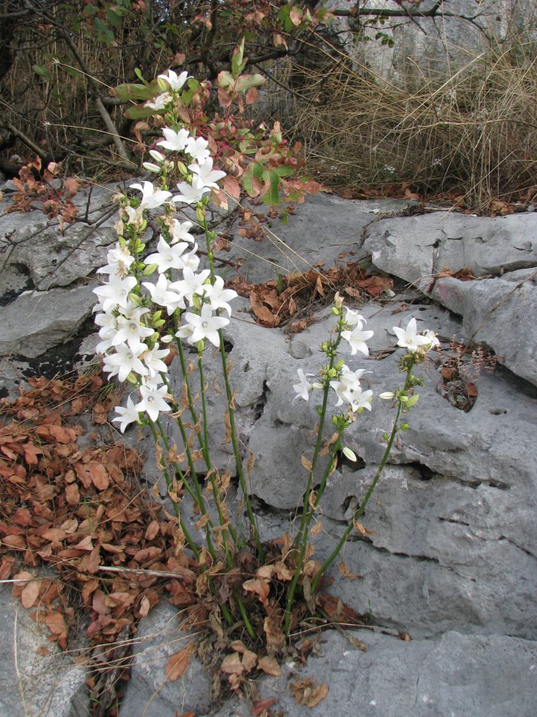 Campanula_versicolor_white_full_up