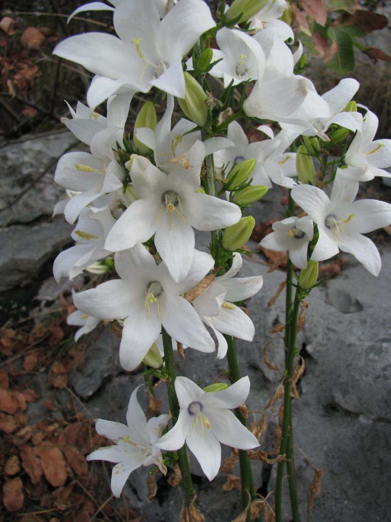 Campanula_versicolor_white_up2