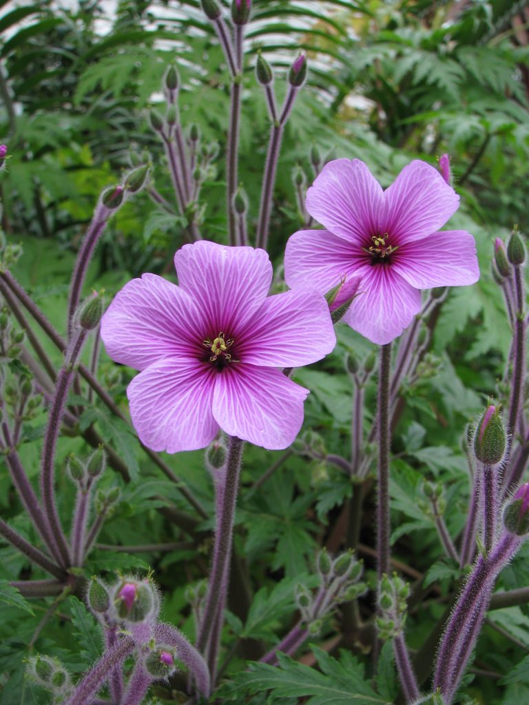 Geranium_maderense_flowers1