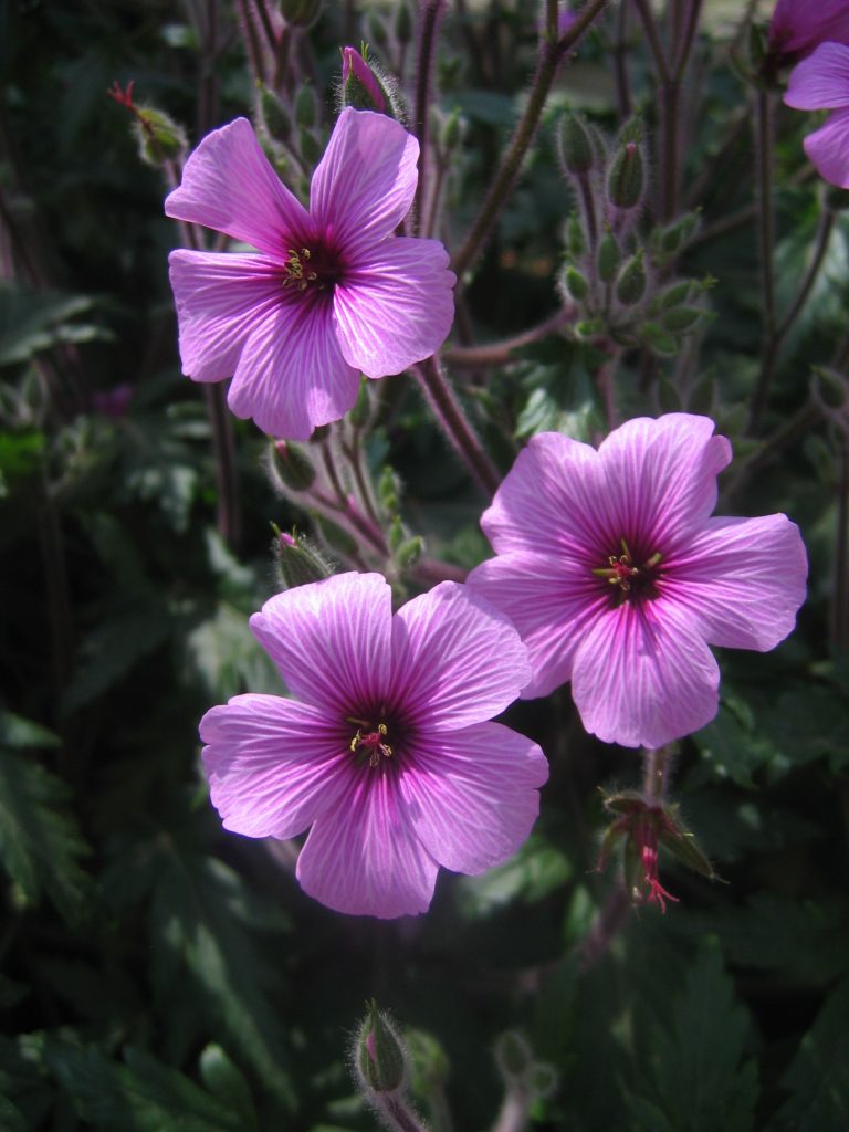Geranium_maderense_flowers2