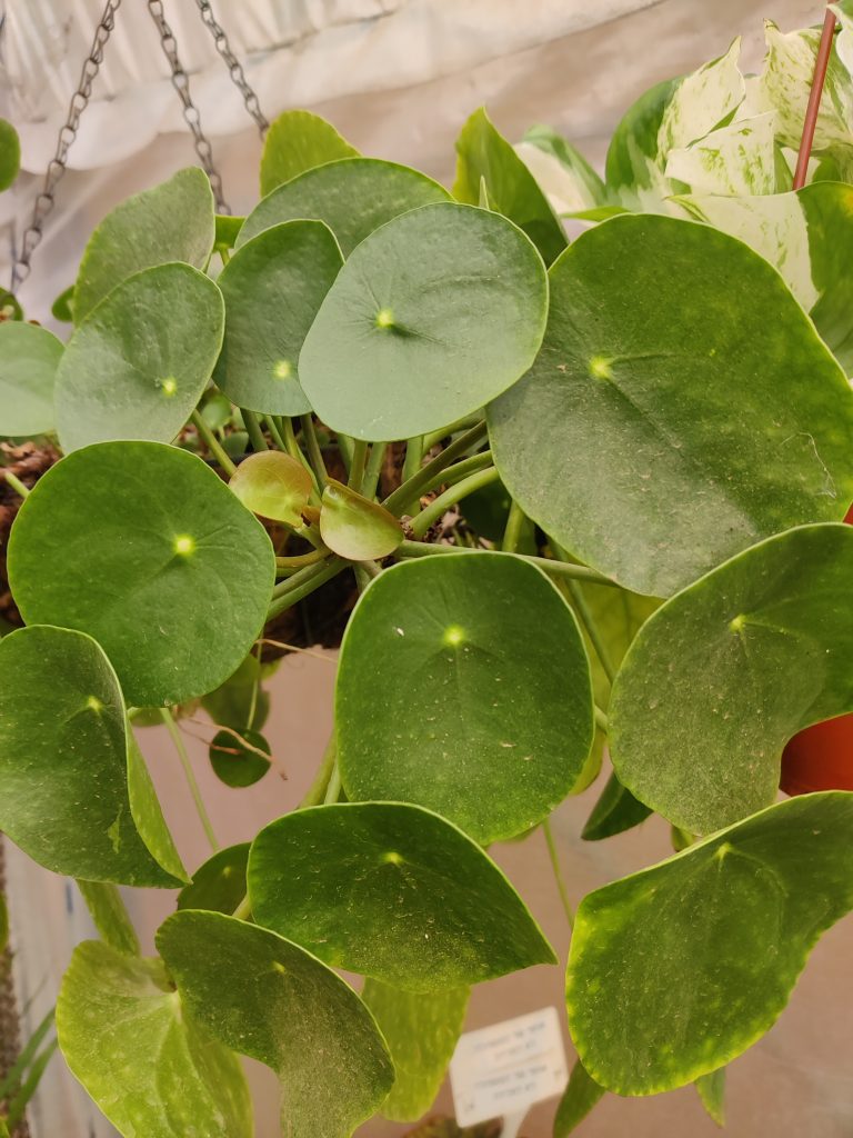 Pilea_peperomioides_leaves_up