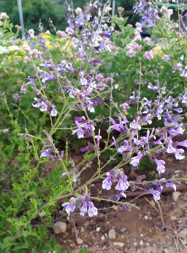 Salvia_African_Sky_many_flowers_up2_cut
