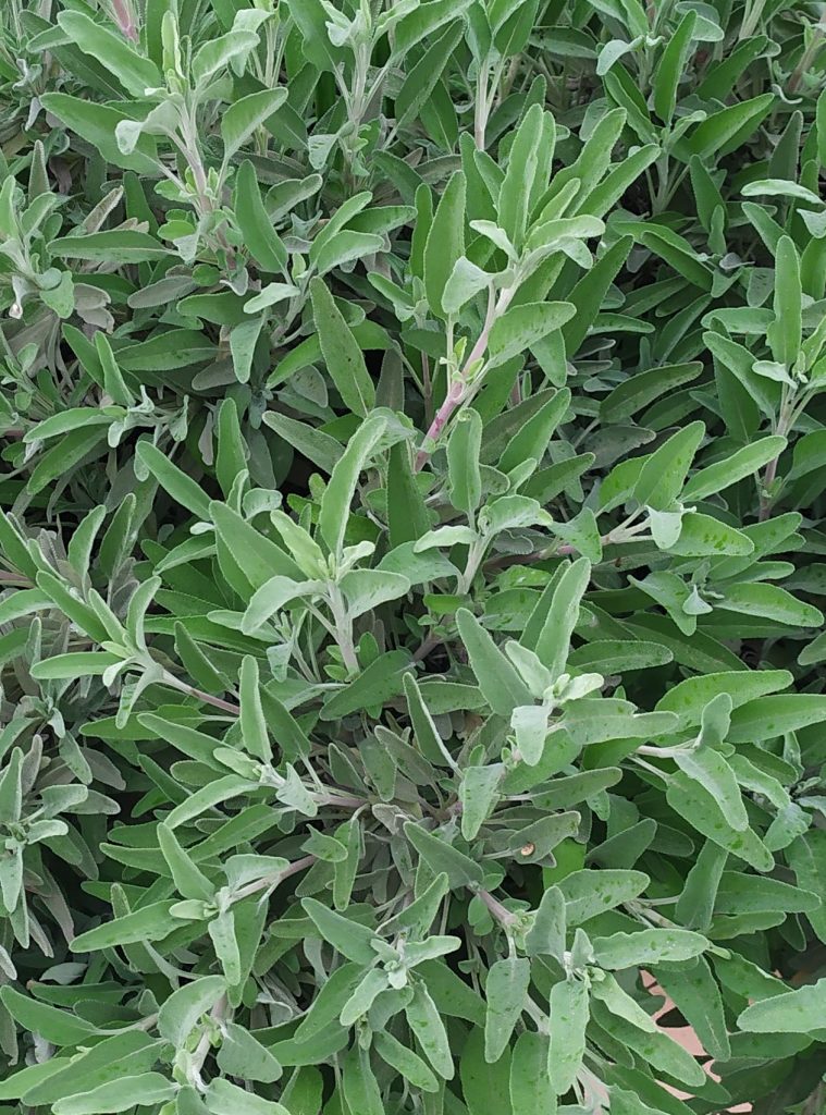Salvia_Bees_Bliss_leaves_cut_up
