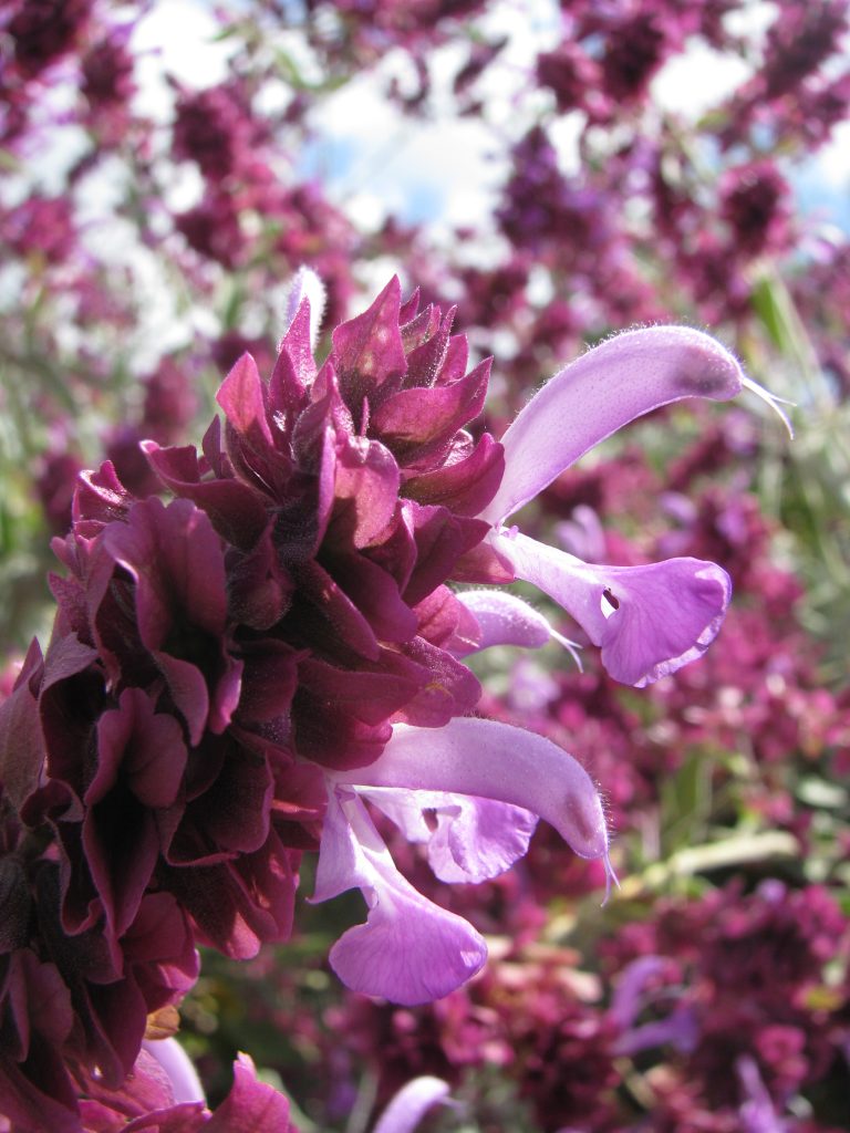 Salvia_canariensis_flowers_up