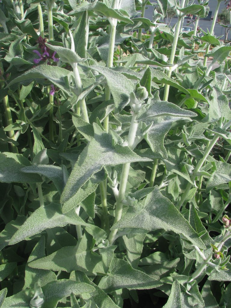 Salvia_canariensis_leaves_up1