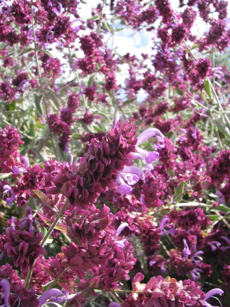 Salvia_canariensis_many_flowers_up