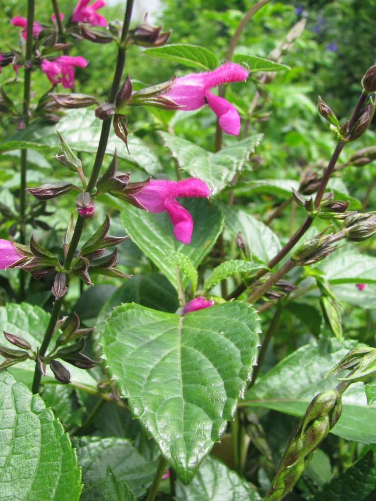Salvia_chiapensis_flower_up1
