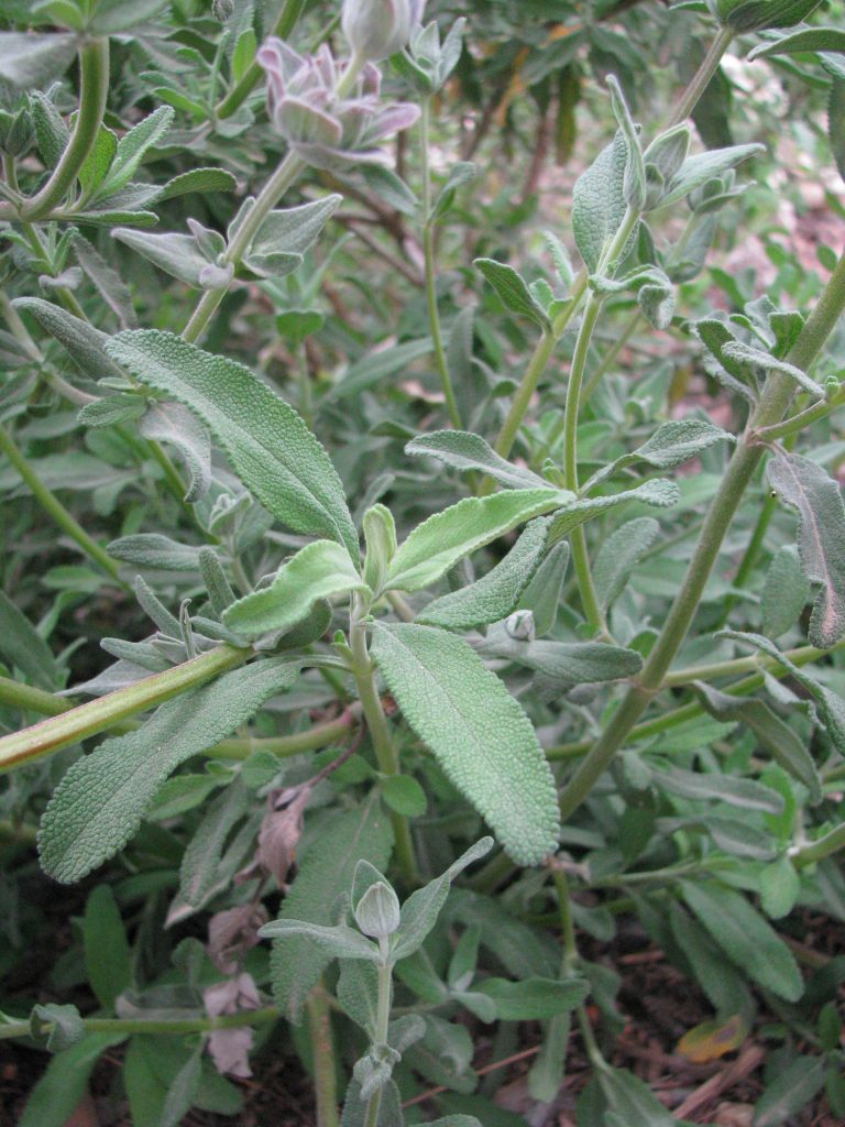 Salvia_clevelandii_leaf_up