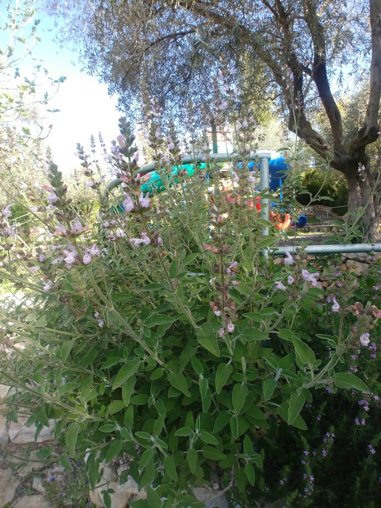 Salvia_fruticosa_flowers_leaves_up