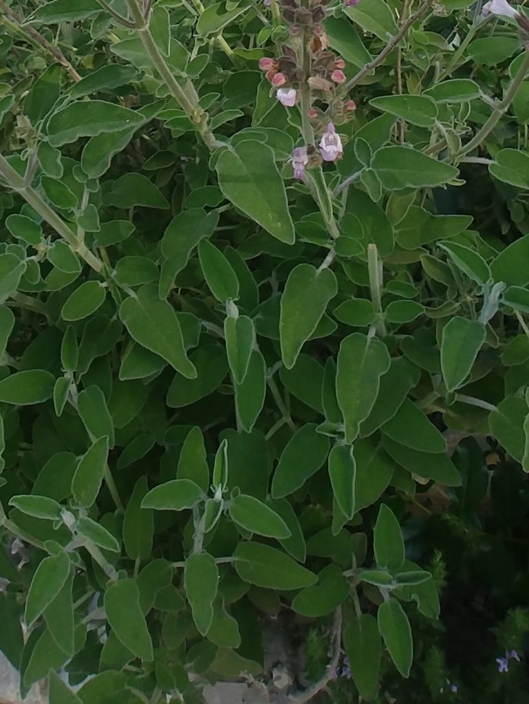 Salvia_fruticosa_flowers_leaves_up_cut_up