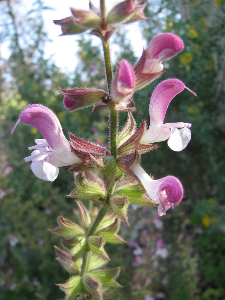 Salvia_hierosolymitana_north_flowers_up